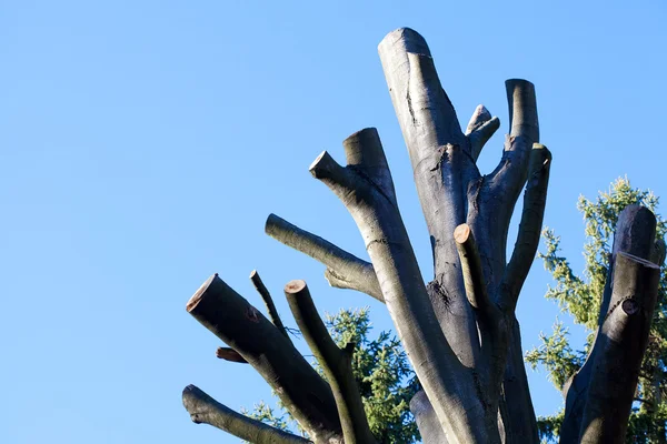 青い秋空の背景に木々 をみじん切り — ストック写真