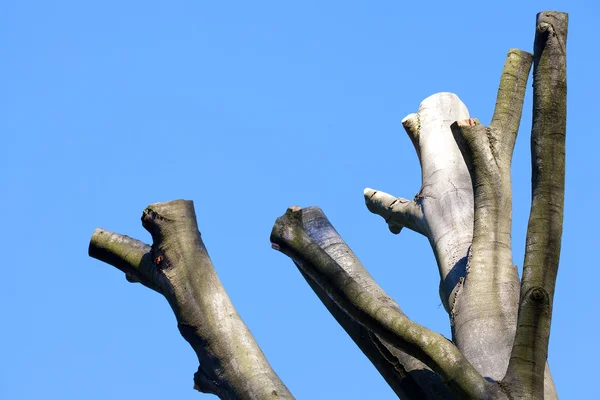Ağaçlar sonbahar mavi gökyüzü arka plan üzerine kapalı kıyılmış — Stok fotoğraf