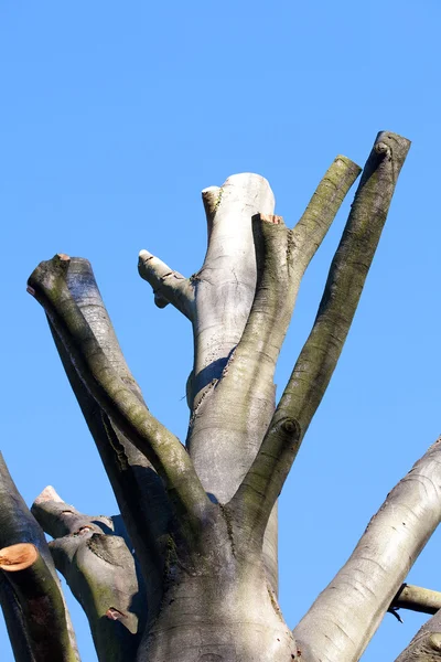 Κόβουν τα δέντρα στο φόντο του ουρανού μπλε φθινόπωρο — Φωτογραφία Αρχείου