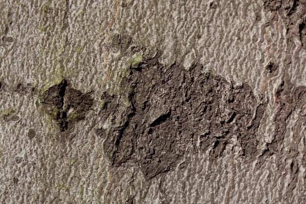 Sfondo dalla corteccia della quercia — Foto Stock