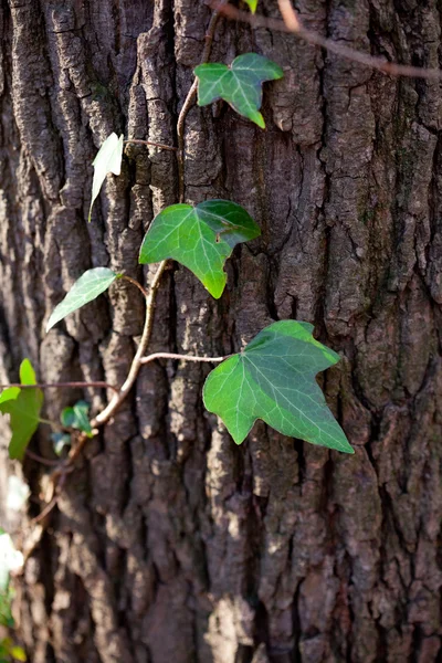 Sfondo dalla corteccia di quercia e foglie verdi — Foto Stock