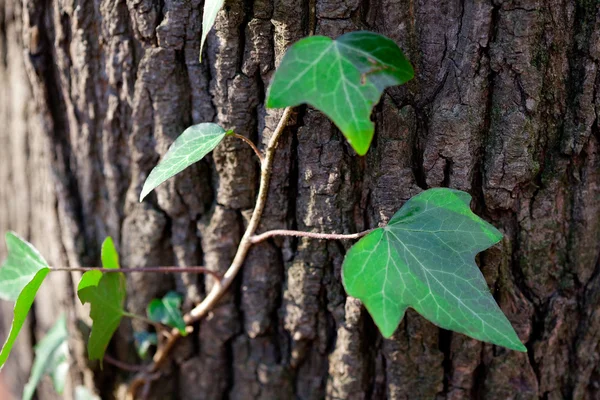 Фон из коры дуба и зеленых листьев — стоковое фото