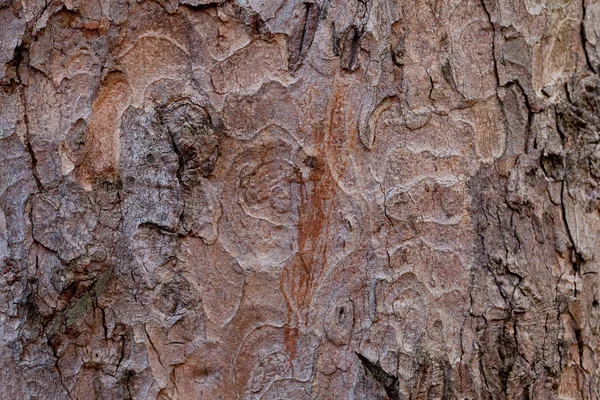 Bakgrund från barken av eken — Stockfoto