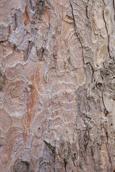 Background from the bark of the oak tree — Stock Photo, Image