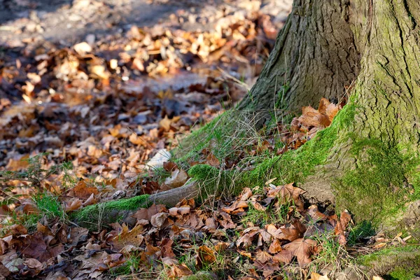 Raízes de árvores grandes no musgo na floresta de outono — Fotografia de Stock