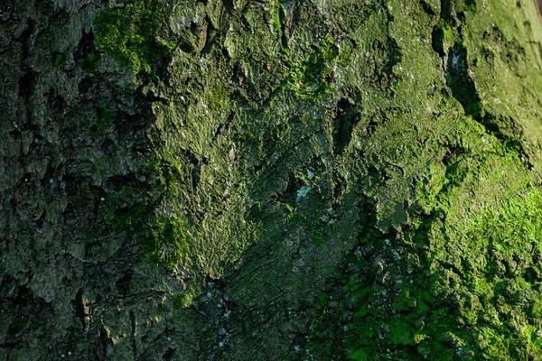 Grote boomwortels in het mos in herfst bos — Stockfoto