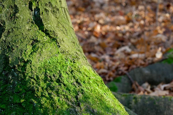 Grandes raíces de árboles en el musgo en el bosque de otoño —  Fotos de Stock