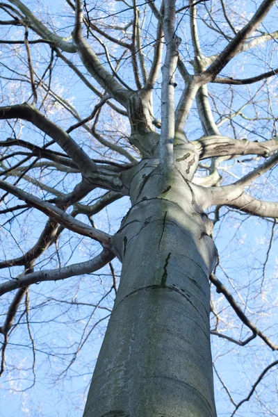 Krone stora trädet mot den blå himlen — Stockfoto