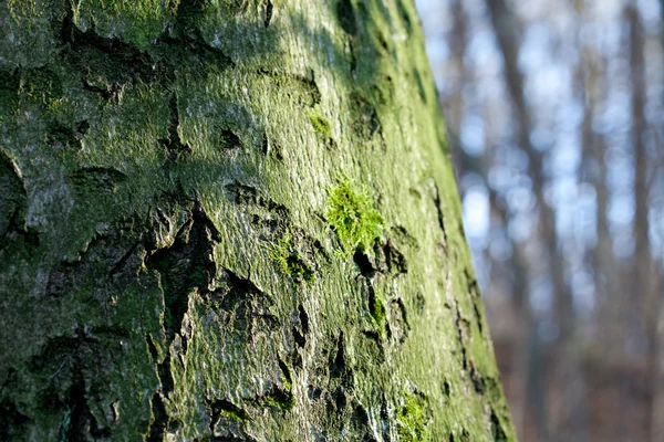 Sonbahar ormandaki moss büyük ağaç kökleri — Stok fotoğraf