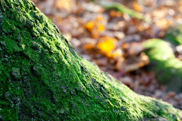 大きな木の根に秋の森のコケ — ストック写真