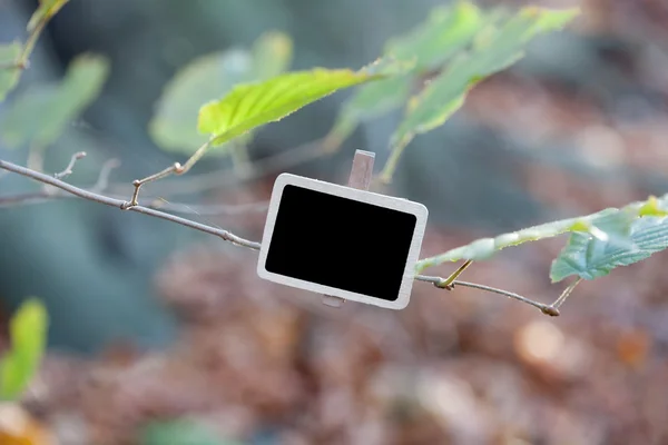 Μαυροπίνακα συνδέονται με ένα κλαδί δέντρου στο δάσος — Φωτογραφία Αρχείου