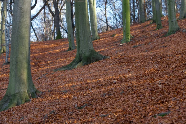 Vackra solskenet i den vackra hösten skogen — Stockfoto
