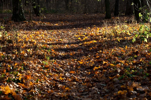 Beautiful sunshine in the beautiful autumn forest — Stock Photo, Image