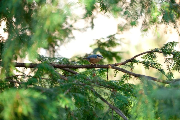 Πουλί που κάθονται σε κλαδιά δένδρων στο φθινόπωρο δάσος — Φωτογραφία Αρχείου