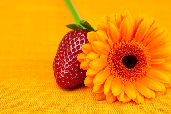 Gerbera flower strawberries lying on the orange fabric — Stock Photo, Image