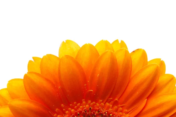 白で隔離され、オレンジのガーベラの花 — ストック写真