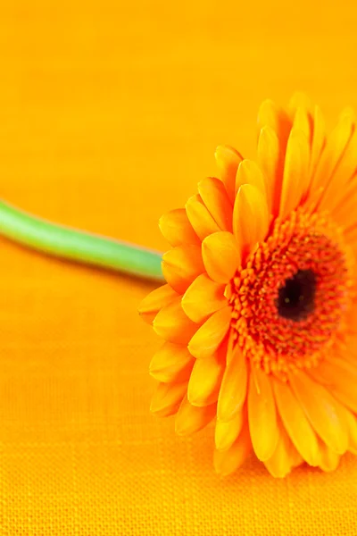 Gerbera-Blume liegt auf dem orangefarbenen Stoff — Stockfoto