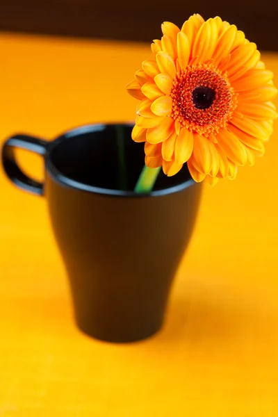 Gerbera flower in a black cup of the orange fabric — Stock Photo, Image