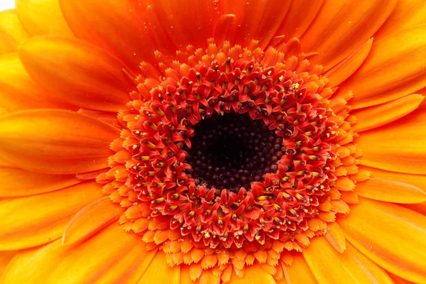 Фон помаранчевої квітки гербери — стокове фото