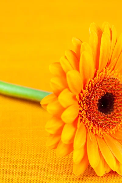 Gerbera flor acostada en la tela naranja — Foto de Stock