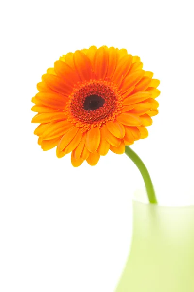ガーベラの花白で隔離される花瓶 — ストック写真