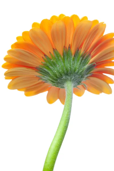 An orange gerbera flower isolated on white — Stock Photo, Image