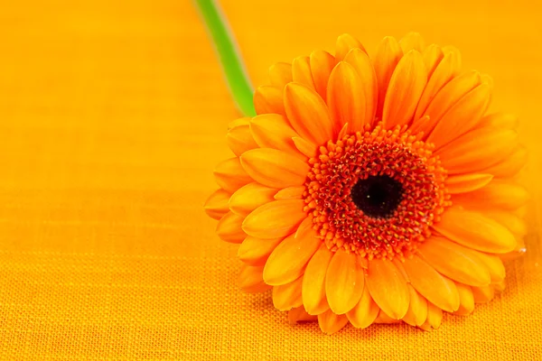Gerbera flor acostada en la tela naranja —  Fotos de Stock