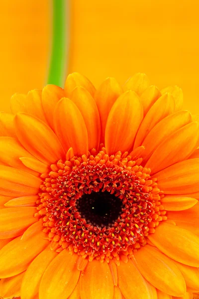 Gerbera fleur couchée sur le tissu orange — Photo
