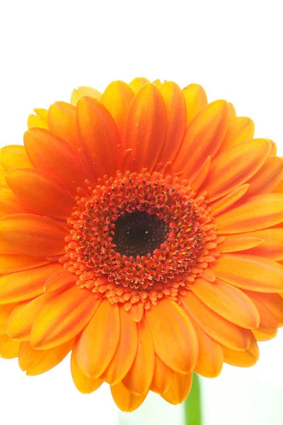 Un fiore di gerbera arancione isolato su bianco — Foto Stock
