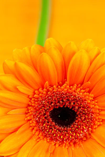 Gerbera flor deitada sobre o tecido laranja — Fotografia de Stock