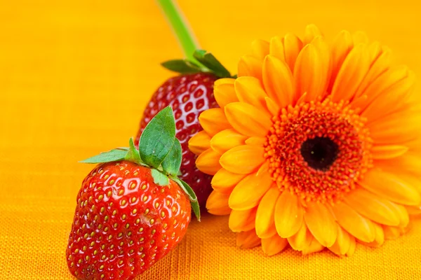 Gerbera Blume Erdbeeren liegen auf dem orangefarbenen Stoff — Stockfoto