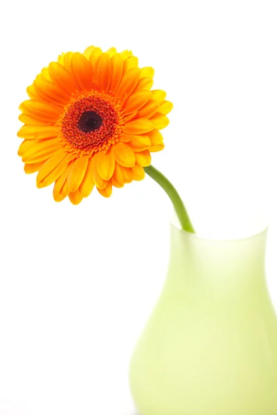 Gerbera flower in vase isolated on white — Stok fotoğraf