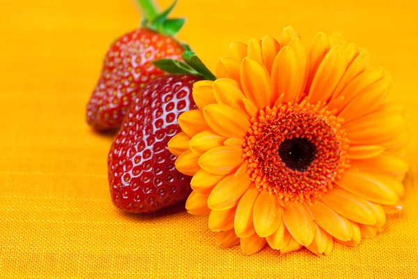 Gerbera flower strawberries lying on the orange fabric — Stock Photo, Image