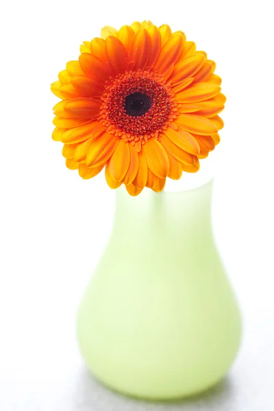 Gerbera květina ve váze izolovaných na bílém — Stock fotografie
