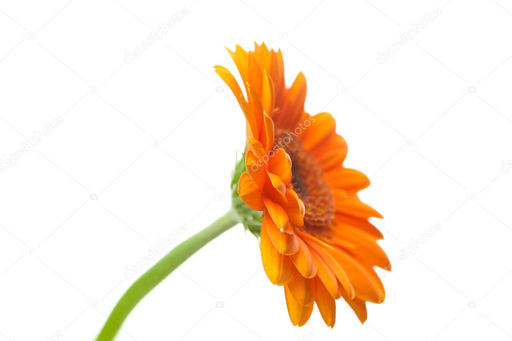 An orange gerbera flower isolated on white