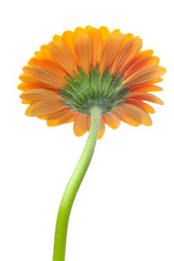 An orange gerbera flower isolated on white