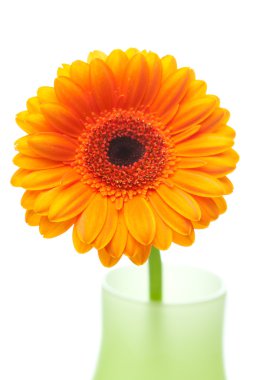 Gerbera flower in vase isolated on white