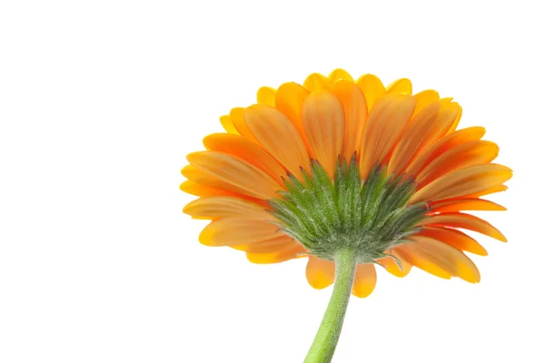 Una flor de gerberas anaranjada aislada en blanco —  Fotos de Stock