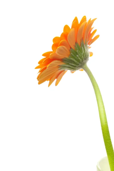 Uma flor de gerbera laranja isolada em branco — Fotografia de Stock