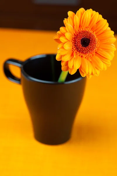 Gerbera květina v šálek černé oranžové textilie — Stock fotografie
