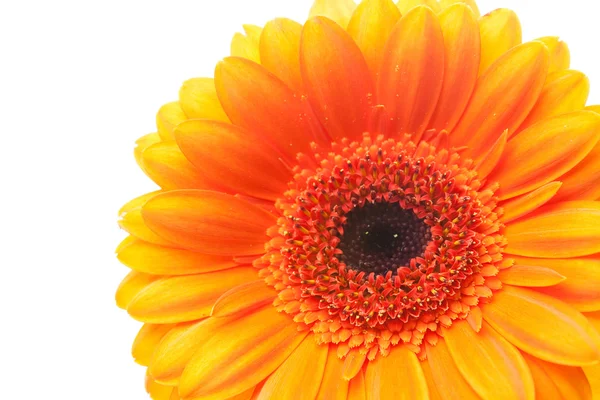 Un fiore di gerbera arancione isolato su bianco — Foto Stock