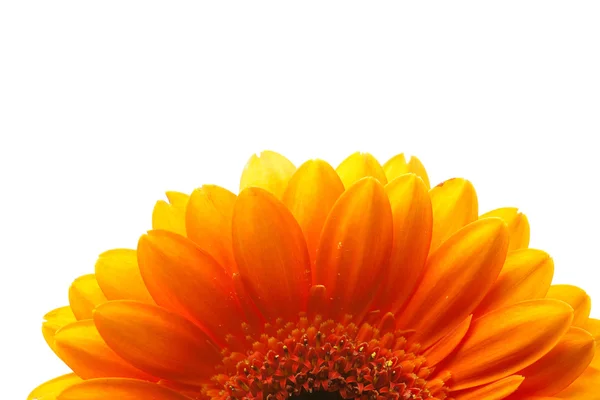Uma flor de gerbera laranja isolada em branco — Fotografia de Stock