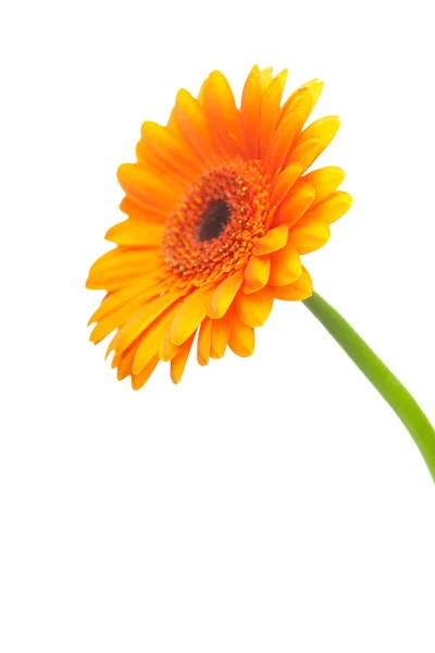 Апельсинова квітка гербери ізольована на білому — стокове фото