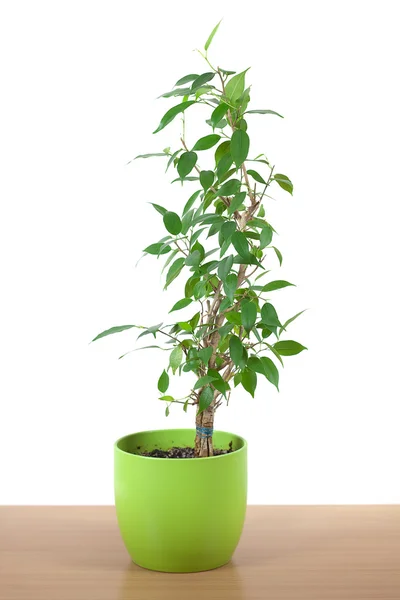 Ficus i en kruka på bordet isolerad på vit — Stockfoto