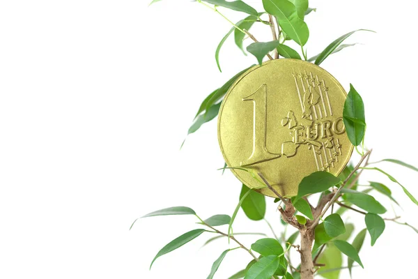 Ficus och en euro mynt isolerad på vit — Stockfoto