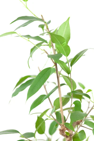 Beyaz izole tablo üzerinde bir tencerede Ficus — Stok fotoğraf