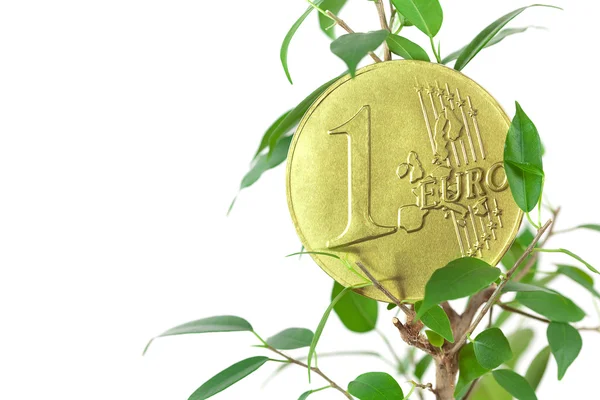 Figowiec i jedno euro moneta na białym tle — Zdjęcie stockowe