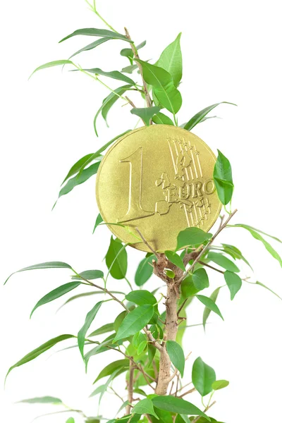 Ficus et une pièce d'euro isolée sur blanc — Photo