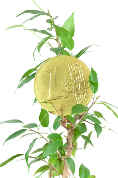 Ficus e uma moeda de euro isolada em branco — Fotografia de Stock