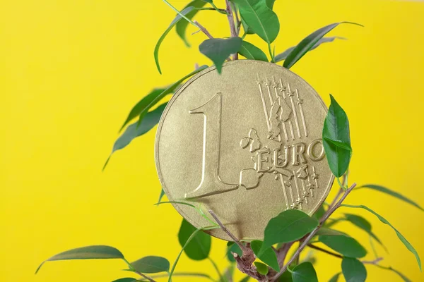 Ficus e uma moeda de euro sobre fundo amarelo — Fotografia de Stock